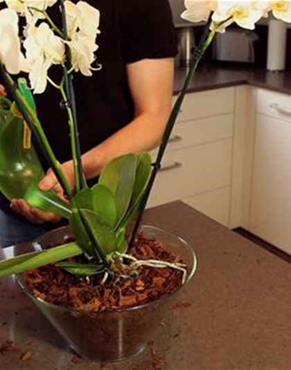 gratis Orchideen-Umtopfen