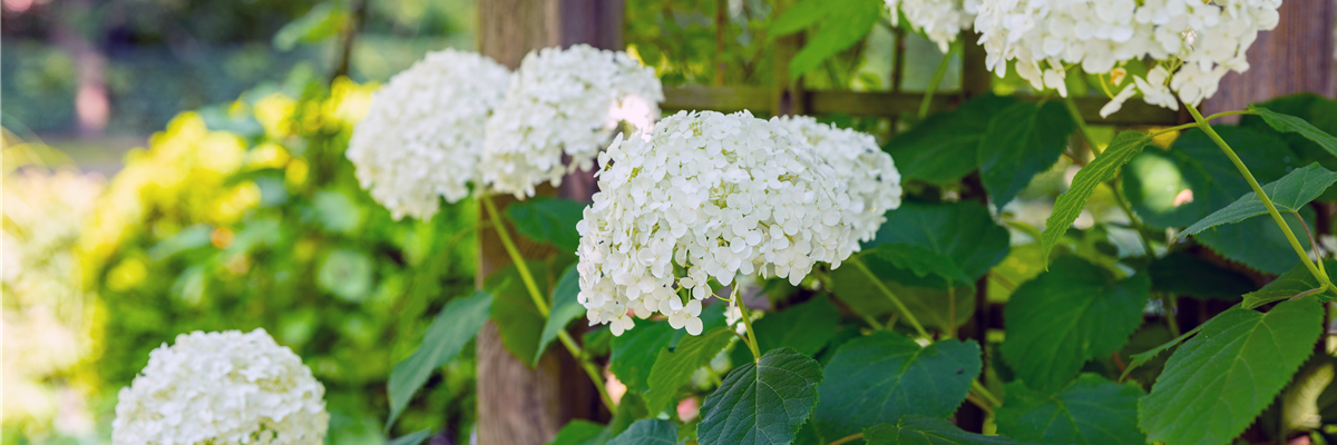 Hydrangea arborescens