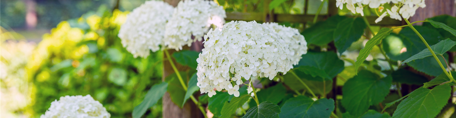Hydrangea arborescens