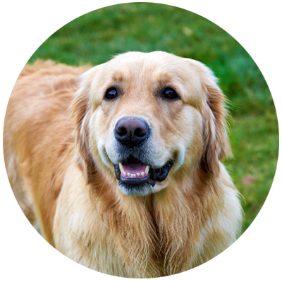 Hunde-willkommen.jpg