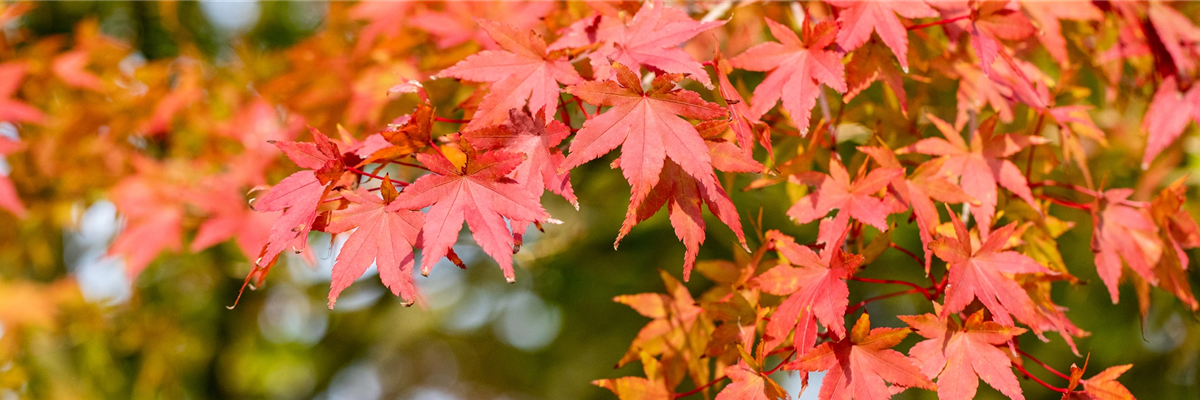 Ahorn - Herbstlaub