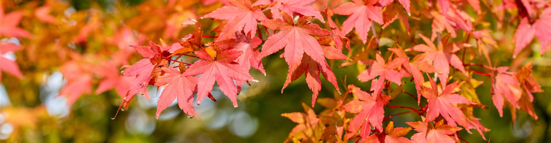 Ahorn - Herbstlaub