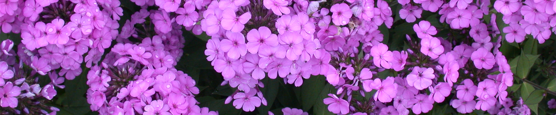 Phlox paniculata, rosa