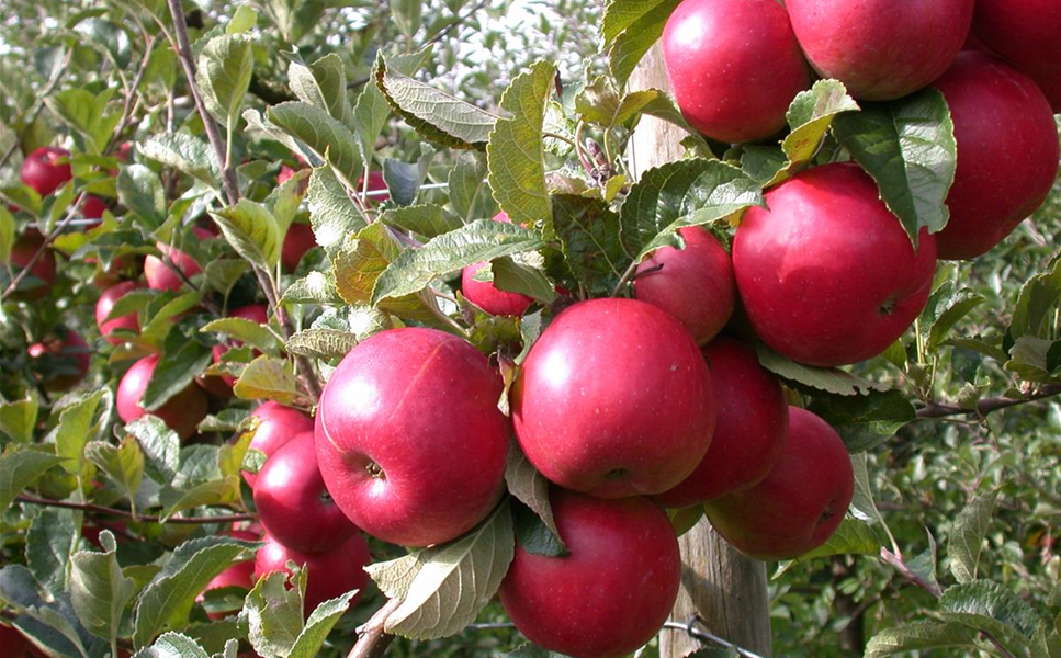 Obst - Süsse Naschereien! Obst - Süsse Naschereien!