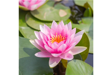 WASSERGARTEN! WASSERGARTEN!