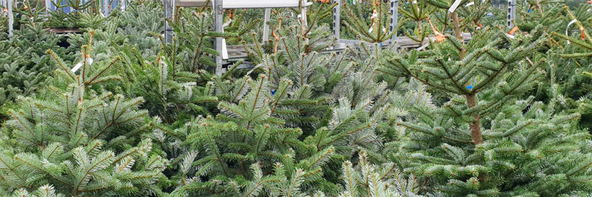 Weihnachtsbaum & mehr