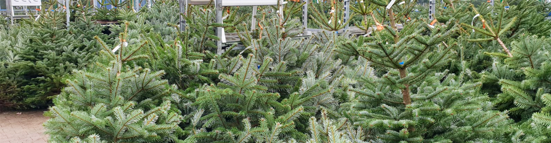 Weihnachtsbaum & mehr