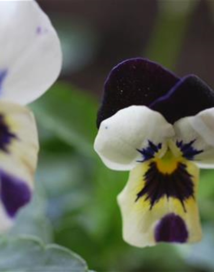 Hornveilchen - Einpflanzen im Garten Hornveilchen - Einpflanzen im Garten