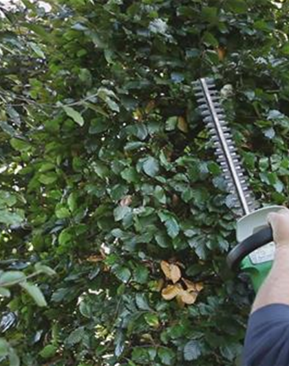 Sichtschutz - Zurückschneiden im Herbst Sichtschutz - Zurückschneiden im Herbst