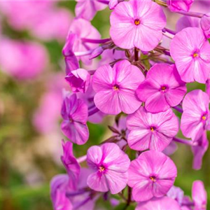POLSTERPHLOX