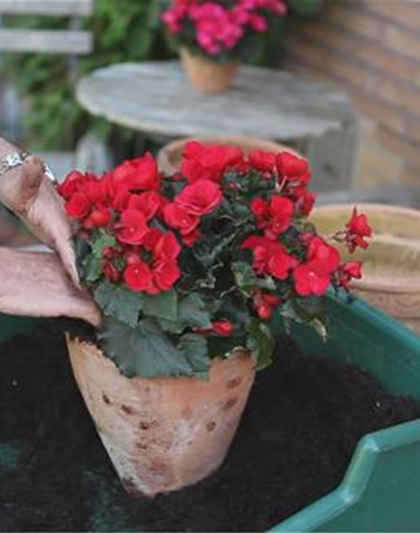 Blumenkübel - Bepflanzen mit Sommerblumen Blumenkübel - Bepflanzen mit Sommerblumen