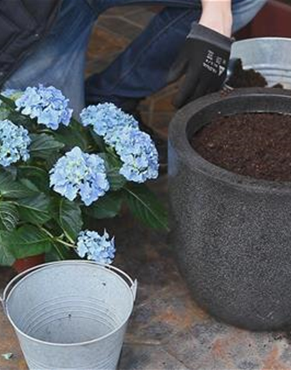 Hortensien - Einpflanzen in ein Gefäß Hortensien - Einpflanzen in ein Gefäß