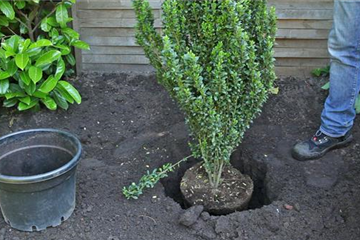 Stechpalme - Einpflanzen im Garten