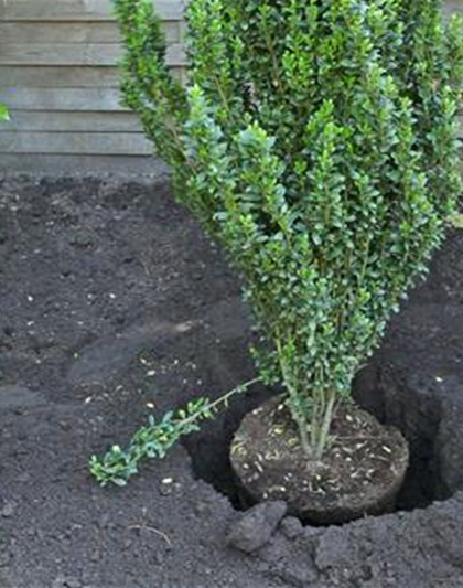 Stechpalme - Einpflanzen im Garten Stechpalme - Einpflanzen im Garten