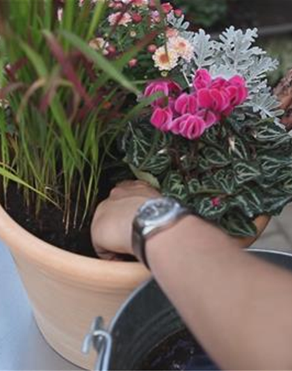 Blumenkübel - Bepflanzung für den Herbst Blumenkübel - Bepflanzung für den Herbst