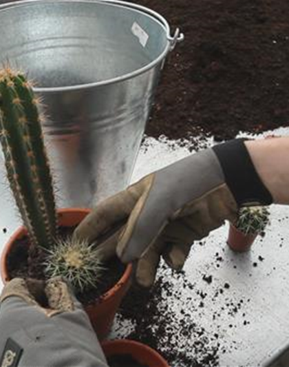 Kakteen - Einpflanzen in ein Gefäß Kakteen - Einpflanzen in ein Gefäß