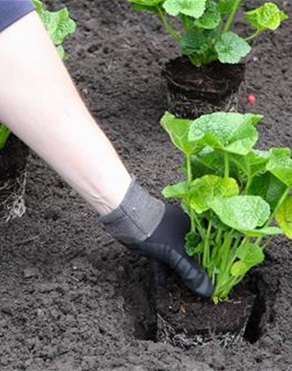 Stockrose - Einpflanzen im Garten Stockrose - Einpflanzen im Garten