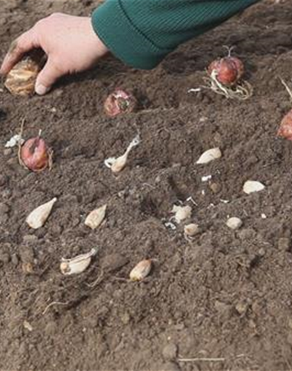 Blumenzwiebeln - Einpflanzen im Garten Blumenzwiebeln - Einpflanzen im Garten