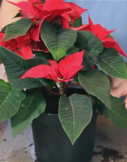 Weihnachtsstern - Einpflanzen in ein Gefäß Weihnachtsstern - Einpflanzen in ein Gefäß