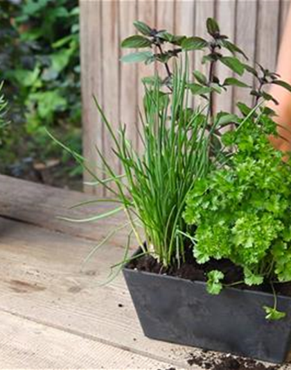 Kräutertopf - Bepflanzen Kräutertopf - Bepflanzen