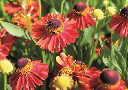 PFLANZE DES MONATS SEPTEMBER: SONNENBRAUT