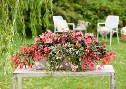 IM TREND: BALKON!