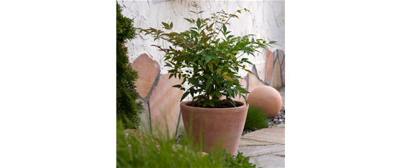 MEDITERRANE KüBELPFLANZEN! 