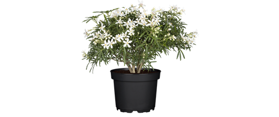 MEDITERRANE KüBELPFLANZEN! 