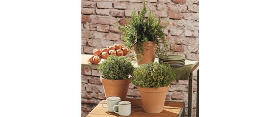 MEDITERRANE KüBELPFLANZEN! 