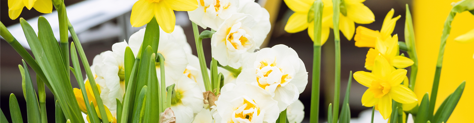 Frühlingsblumenmix im Betonkübel