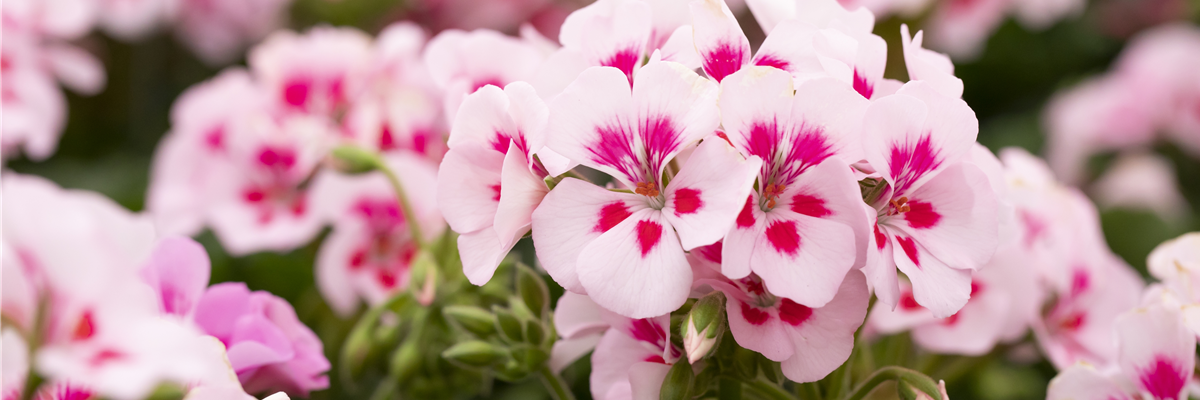 Pelargonium interspecific 'Sarita White Splash'