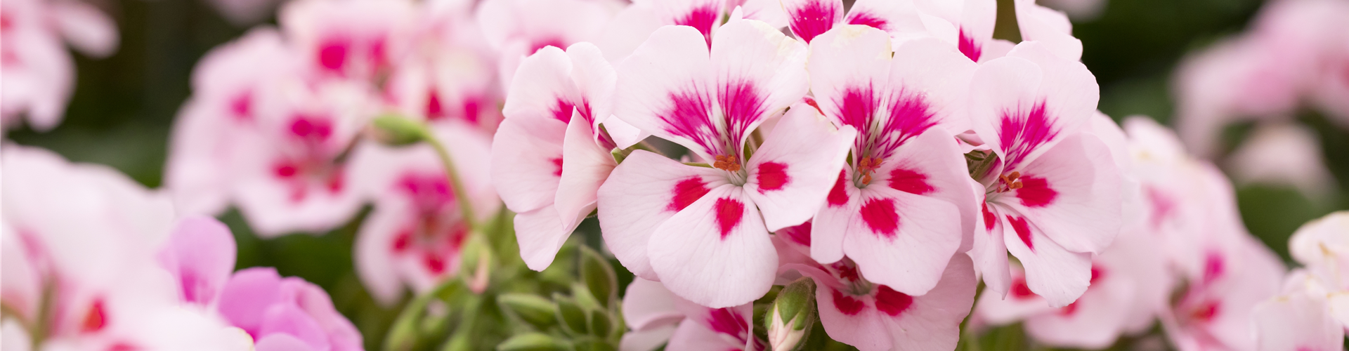 Pelargonium interspecific 'Sarita White Splash'